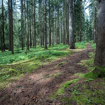 Wandern Im Bayernwald Appartement