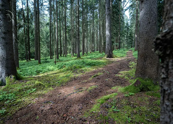 Wandern Im Bayernwald Appartement