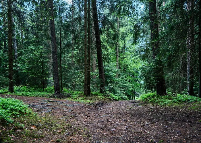 Wandern Im Bayernwald * Regen